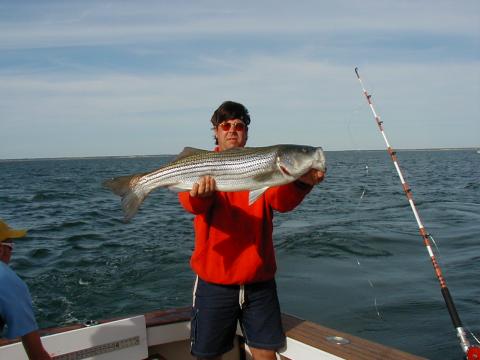 Lee's fish