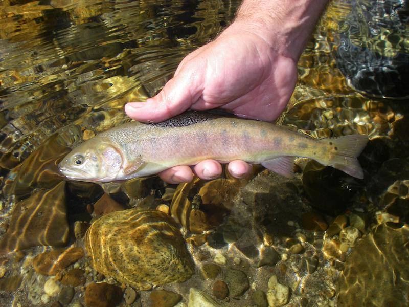 Trout Stocking Stock Photo