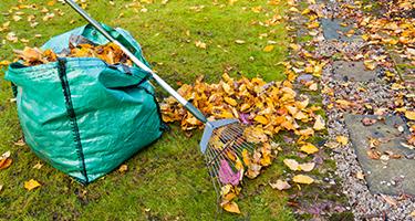 Raking leaves into bag